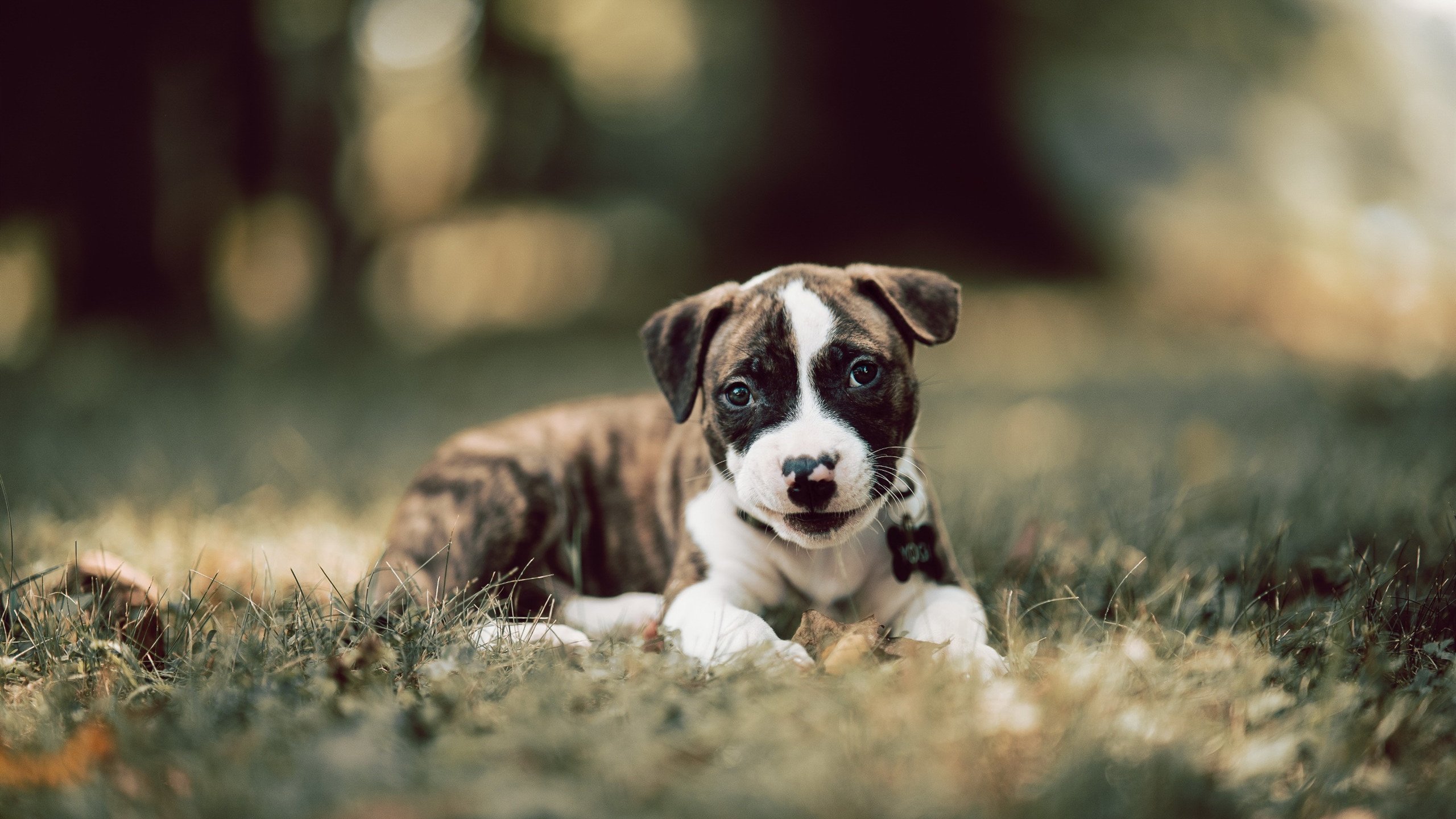 IM体育注册链接-迪巴拉用实力证明自己，墨西哥收割瑞士背后的足球启示