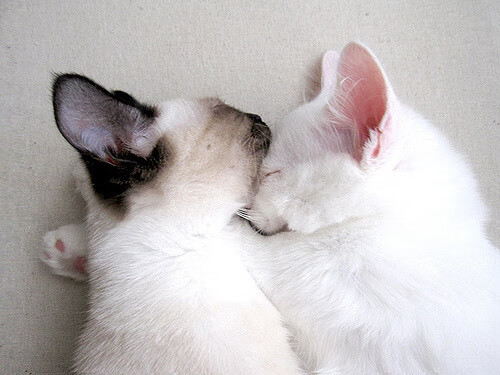 IM Sport-东决关键战焦点战，火箭击溃步行者，坚韧意志铸就经典逆转